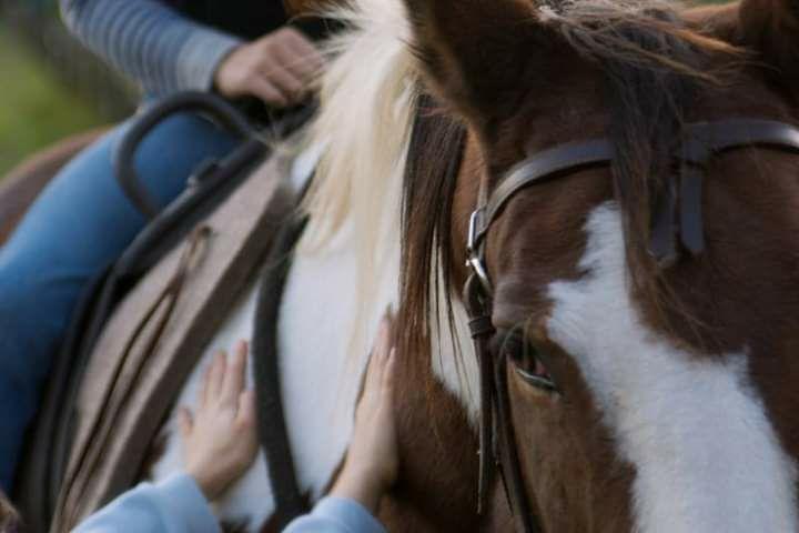 Equilinea - Soin médiatisé par le cheval